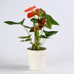 Anthurium mix