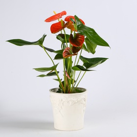 Anthurium mix