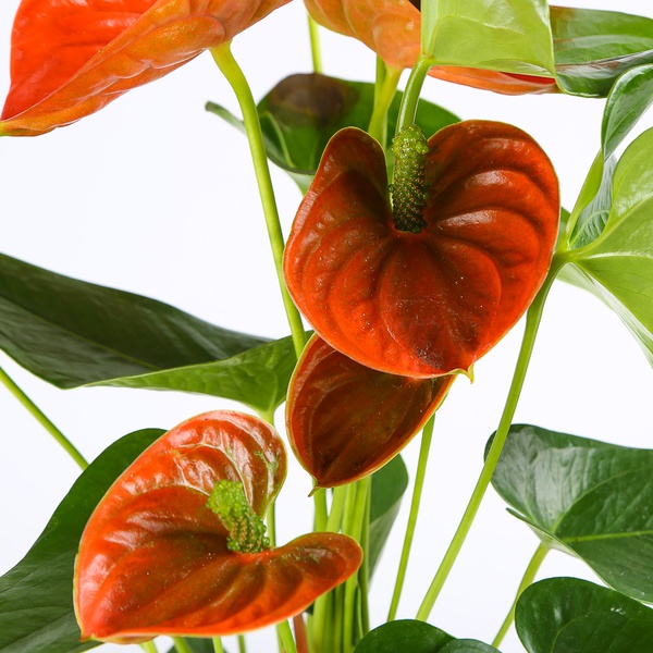 Anthurium mix