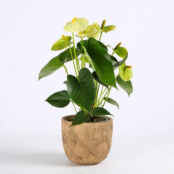 Anthurium mix