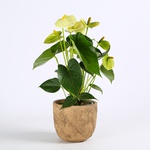 Anthurium mix