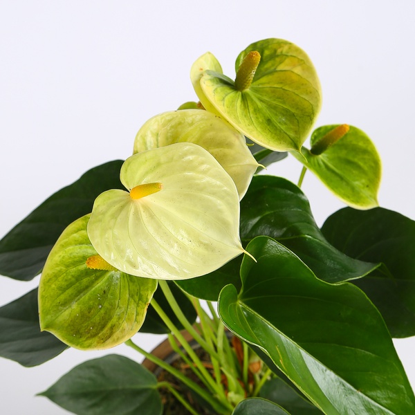Anthurium mix
