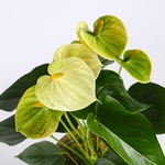 Anthurium mix