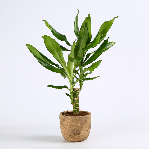 Dracaena Steudneri, S