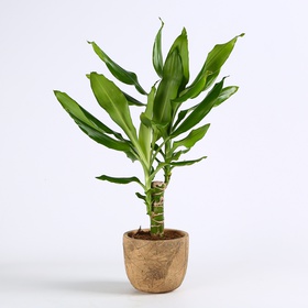 Dracaena Steudneri, S