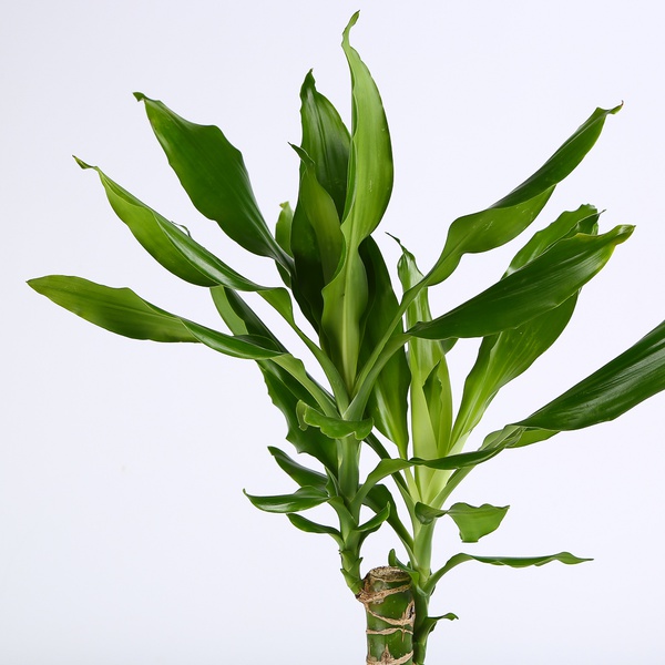 Dracaena Steudneri, S
