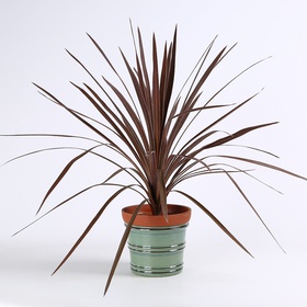 Cordyline Australis Red Star S