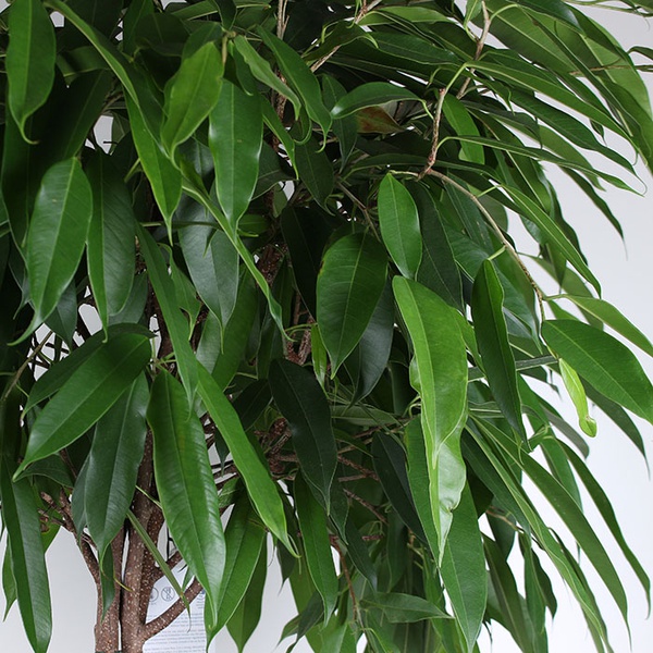 Ficus "Alii" standard
