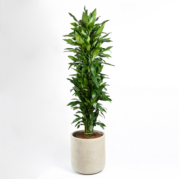 Драцена Janet Lind branched