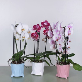 Orchid cascade multicolor