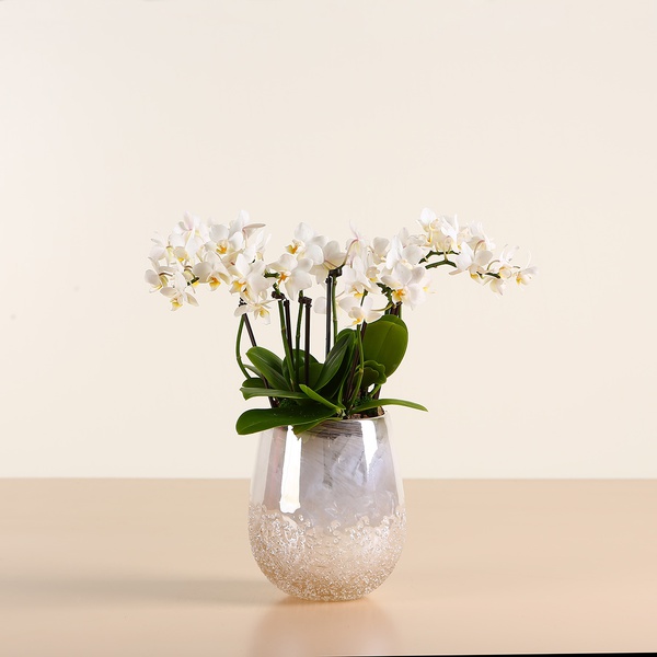 Композиция из мини орхидей в вазе