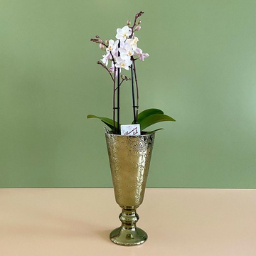 Орхідея Фаленопсис білий міні у кашпо
