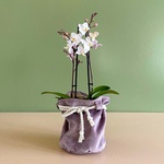Orchid Phalaenopsis white mini