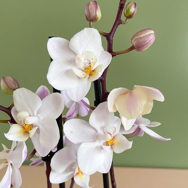 Орхидея  Фаленопсис белый мини