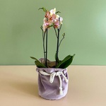 Phalaenopsis bicolor mini
