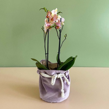 Orchid Phalaenopsis bicolor mini