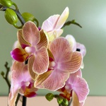 Орхідея Фаленопсис біколор міні