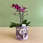 Phalaenopsis fuchsia mini