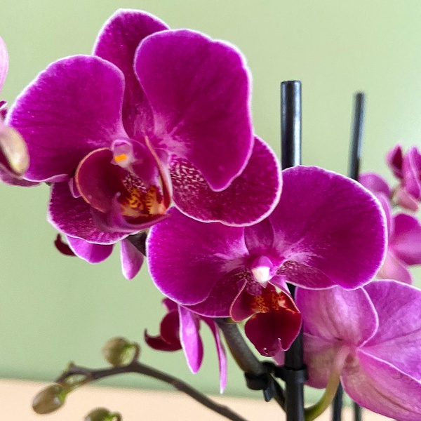 Orchid Phalaenopsis fuchsia mini