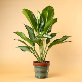 Аглаонема (Aglaonema Сleopatra)