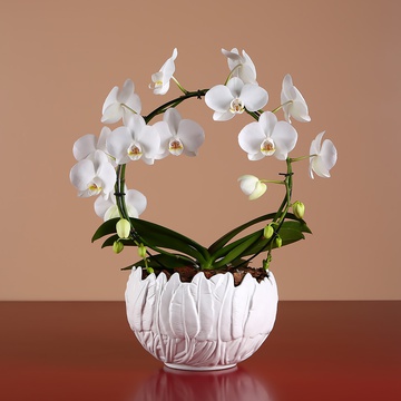 Орхидея фаленопсис арка