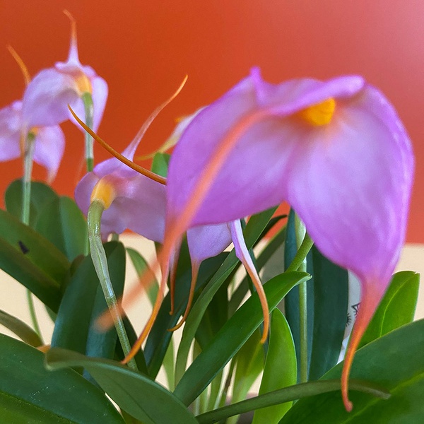 Orchid Masdevallia