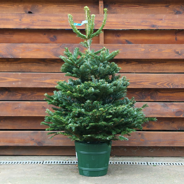 Жива зрізана ялинка M