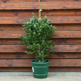 A live cut Christmas tree M