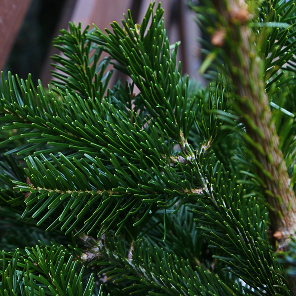 Жива зрізана ялинка M