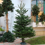 Жива зрізана ялинка M