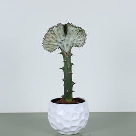 Euphorbia (Euphorbia lactea Cristata)