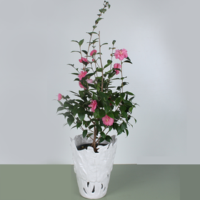 Камелія (Spring Festival)