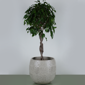 Фикус Бенджамина (Ficus benjamina 'Ova' on stem)