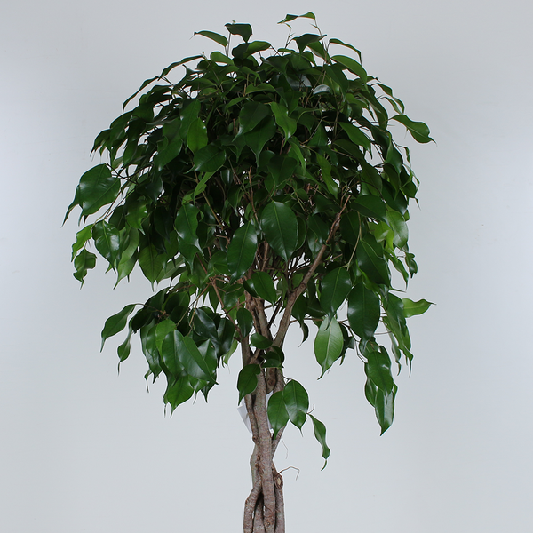 Фикус Бенджамина (Ficus benjamina 'Ova' on stem)