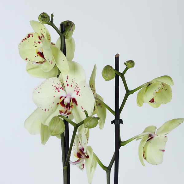 Орхидея Мультиколор