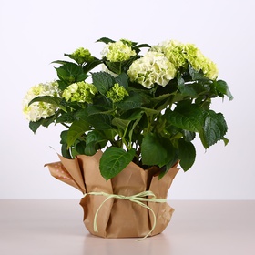 Potted Hydrangea XL