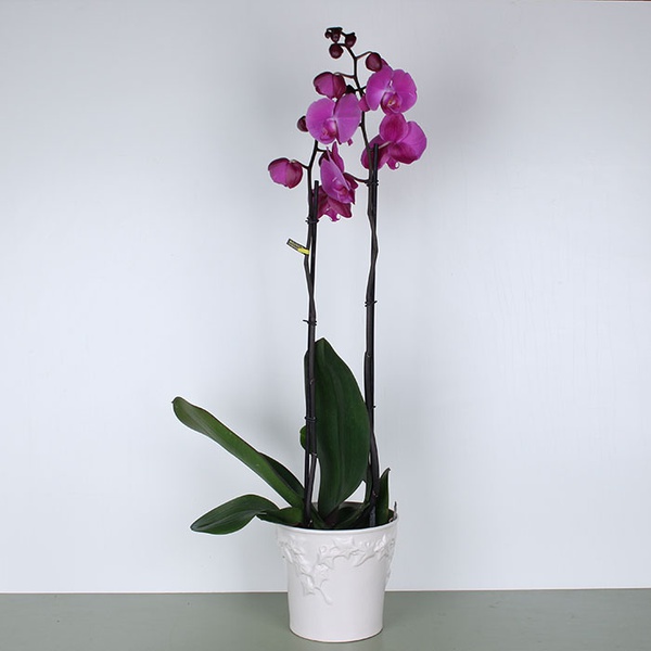 Phalaenopsis royal mix