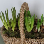 Bulbous flowers in a basket