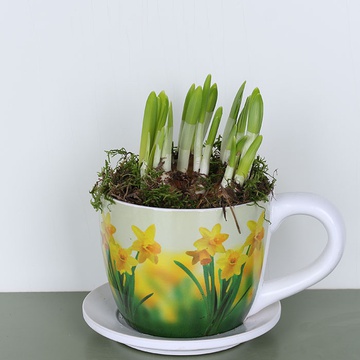 Daffodils in cup M