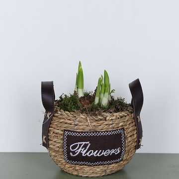Narcissus in a basket