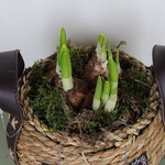 Narcissus in a basket