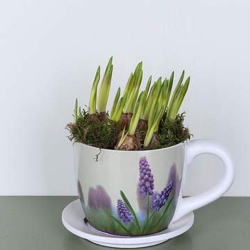 Muscari in an cup M