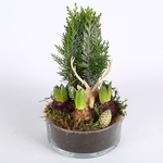 Композиция зимняя в кашпо