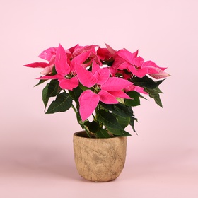 Пуансетія рожева