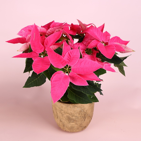 Пуансеттия розовая