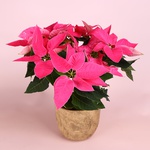 Пуансеттия розовая