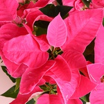 Пуансеттия розовая