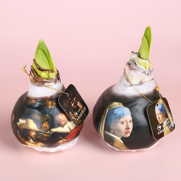 Амариліс у воску мікс