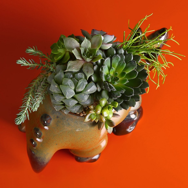 Planting succulents in a Triceratops planter, 2