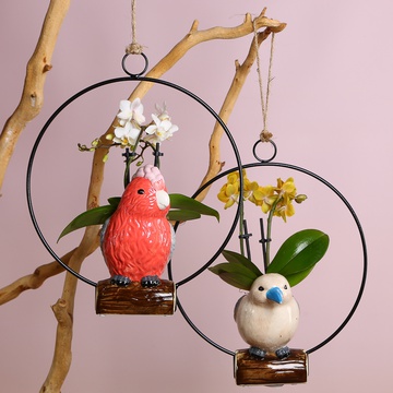 Орхидея фаленопсис мини